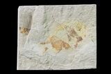 Cretaceous Fossil Fish (Stichocentrus) - Lebanon #162736-1